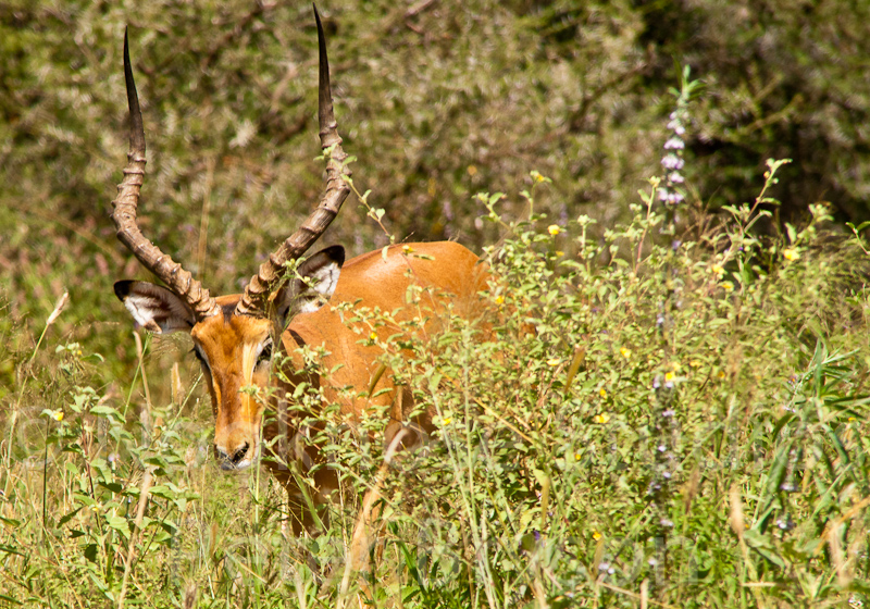 African Antelope  11